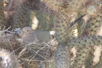 Mojave-Wüste - Wüstenmuseum in Barstow