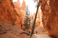 Bryce Canyon N.P.