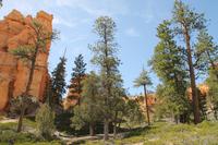 Bryce Canyon N.P.