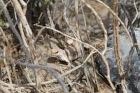 Death Valley - Sanddünen