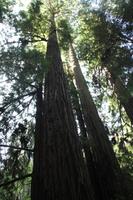 Spaziergang im Miur Woods N.P.