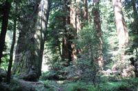 Spaziergang im Miur Woods N.P.