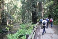 Spaziergang im Miur Woods N.P.