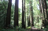 Spaziergang im Miur Woods N.P.