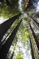 Spaziergang im Miur Woods N.P.