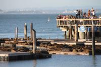 San Francisco -  Pier 39