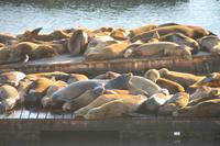 San Francisco - Pier 39