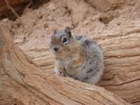 Bryce Canyon - immer auf der Suche nach Futter