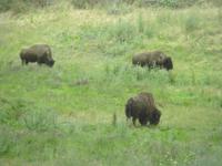 Stadtrundfahrt San Francisco - Bisons im Golden Gate Park
