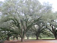 Oak Alley Plantage