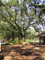 Oak Alley Plantage