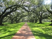 Oak Alley Plantage