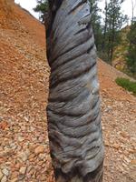 Drehkiefern - eine Mutation