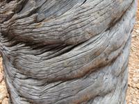 Drehkiefern - eine Mutation