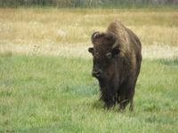 Büffel in Utah