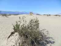 Dünen im Death Valley