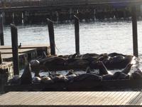 San Francisco -  Dauergäste am Pier 39