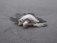 Inselrundfahrt auf Big Island - schwarzer Sandstrand bei Punalu'u, Wasserschildkröte