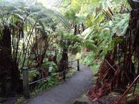 Inselrundfahrt auf Big Island - auf den Weg zur 