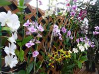Inselrundfahrt auf Big Island - Orchideenfarm