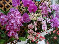 Inselrundfahrt auf Big Island - Orchideenfarm