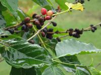 Historische Big Island Tour - in der Royal Kona Coffee Company