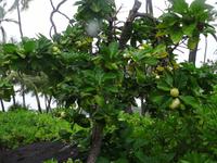 Historische Big Island Tour - Pu'uhonua 'o Honaunau = Stadt der Zuflucht