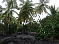 Historische Big Island Tour - Pu'uhonua 'o Honaunau = Stadt der Zuflucht