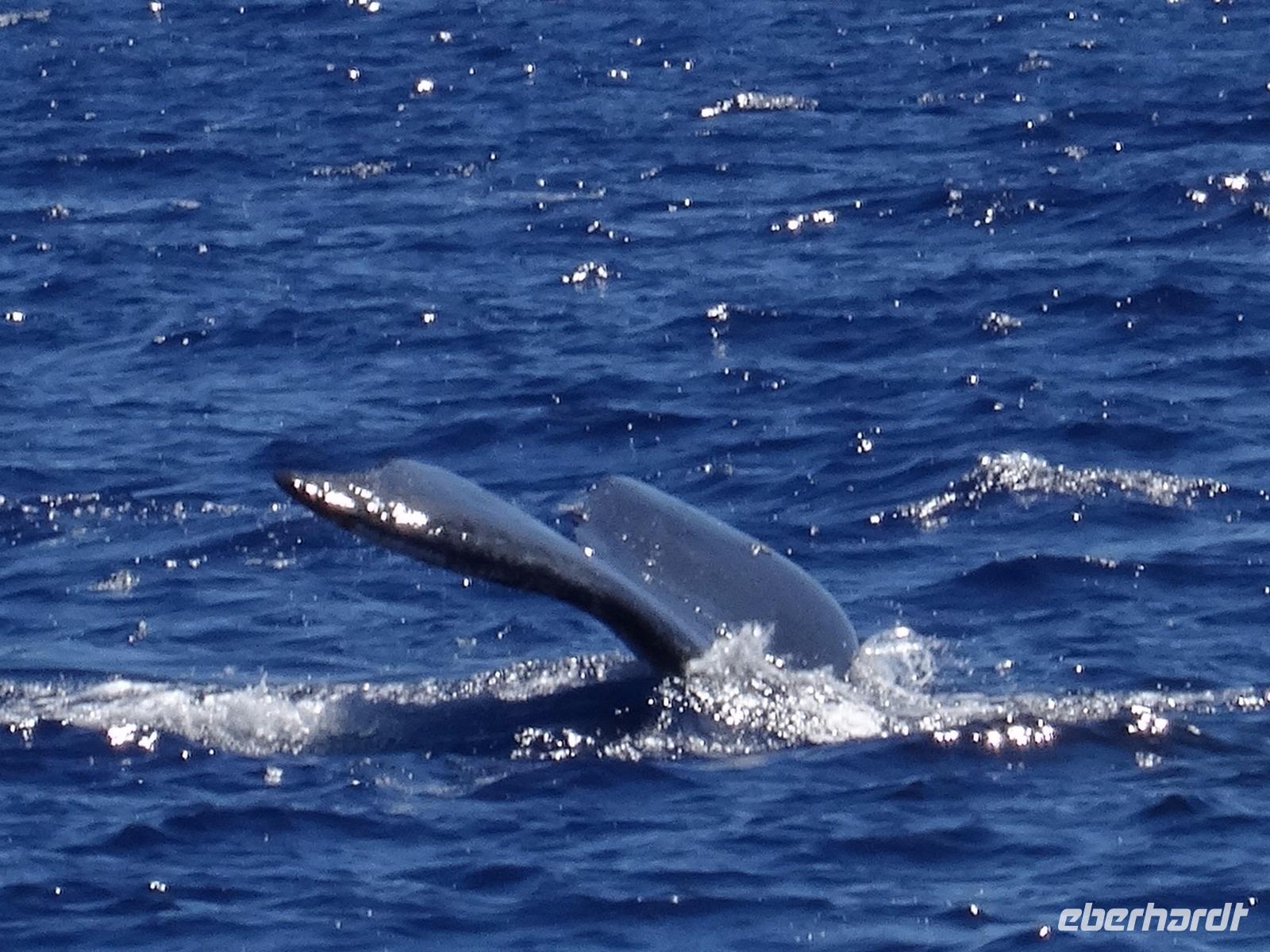 auf Maui - Segeltörn, Walbeobachtungen