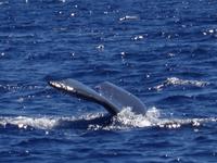 auf Maui - Segeltörn, Walbeobachtungen
