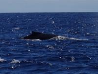 auf Maui - Segeltörn, Walbeobachtungen