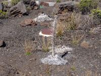 Maui, Vulkan Haleakala - Silberschwert