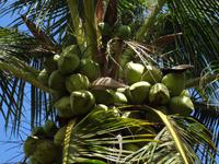 Maui, tropische Plantage