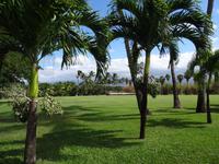 Maui, tropische Plantage, Rundfahrt durch die Plantage