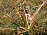 Maui, tropische Plantage, Rundfahrt durch die Plantage, Ananas