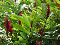 Maui, tropische Plantage, Rundfahrt durch die Plantage, roter Ingwer