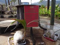 Maui, tropische Plantage, Rundfahrt durch die Plantage