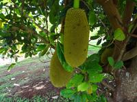 Maui, tropische Plantage, Rundfahrt durch die Plantage, Jackfruit