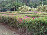 Maui, tropische Plantage, Rundfahrt durch die Plantage