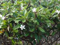 Maui, tropische Plantage, Rundfahrt durch die Plantage