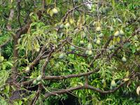 Maui, tropische Plantage, Rundfahrt durch die Plantage, Avocado