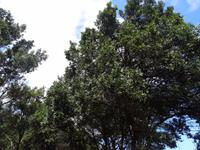 Maui, tropische Plantage, Rundfahrt durch die Plantage, Macadamiabaum