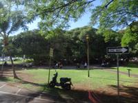 Maui, Lahaina - Platz mit dem größten Baum der Insel