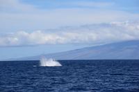 auf Maui - Segeltörn, Walbeobachtungen