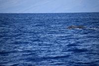 auf Maui - Segeltörn, Walbeobachtungen