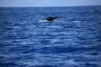 auf Maui - Segeltörn, Walbeobachtungen