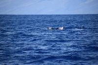 auf Maui - Segeltörn, Walbeobachtungen