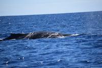 auf Maui - Segeltörn, Walbeobachtungen
