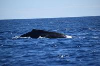 auf Maui - Segeltörn, Walbeobachtungen
