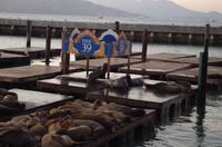 Pier 39 in San Francisco